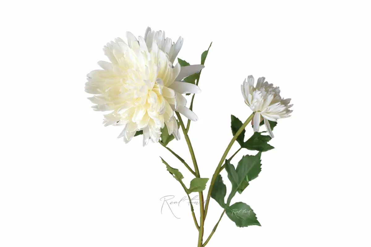 Chrysanthemum Autumn - white