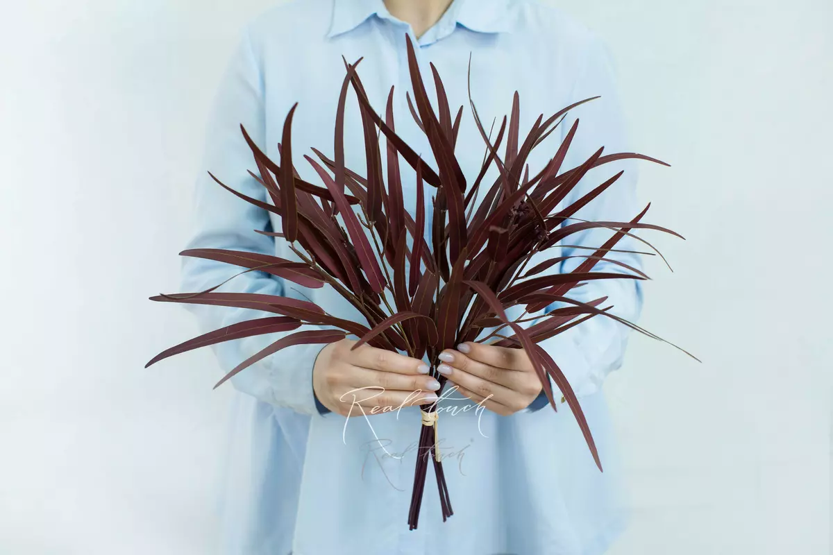 A bunch of eucalyptus Nicoli (8 branches) - bordeaux