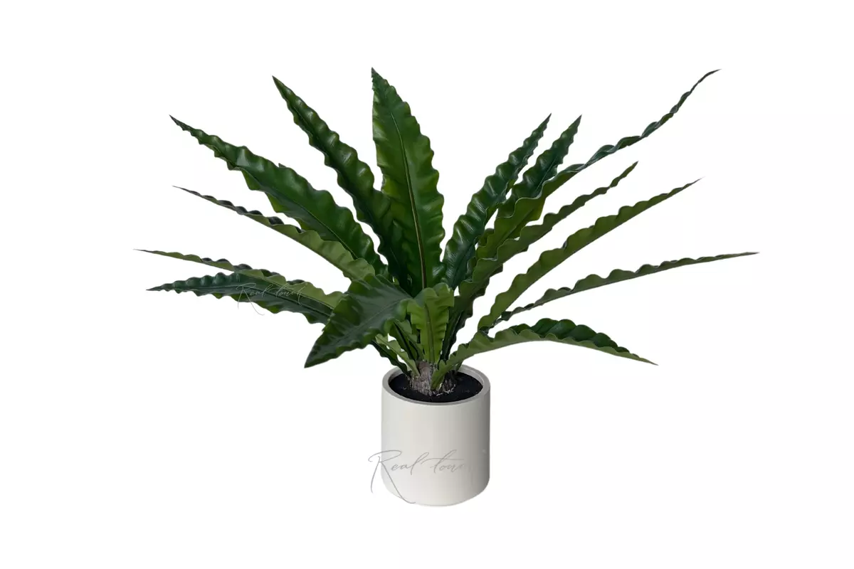 Asplenium in a decorative planter, 70 cm (16 leaves) - green