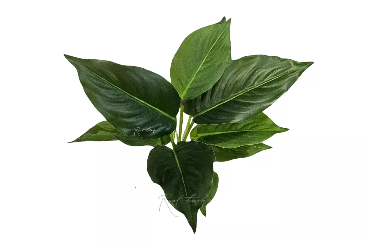 Aglaonema without pot (10 leaves) - Dark green