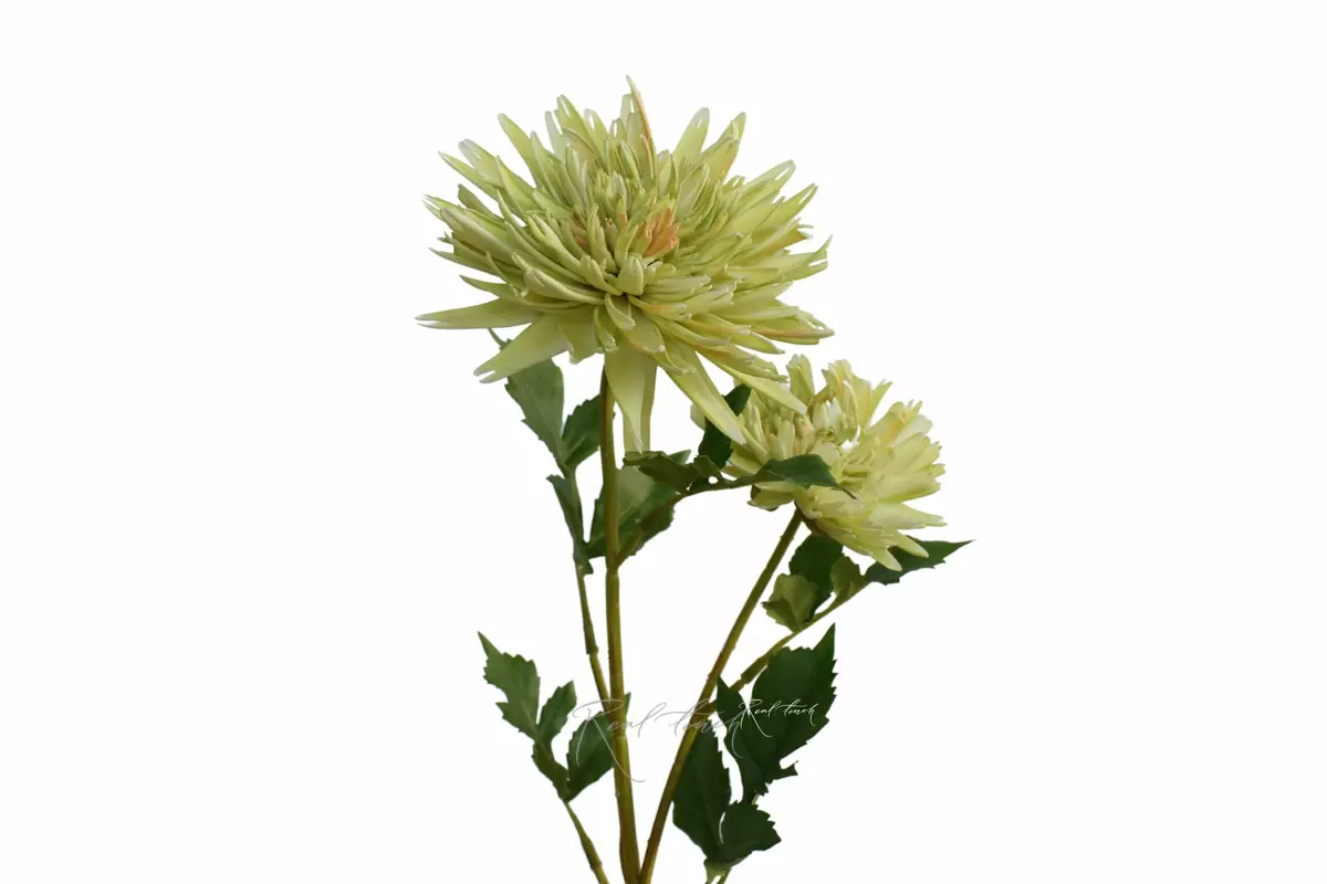 Chrysanthemum Autumn - green