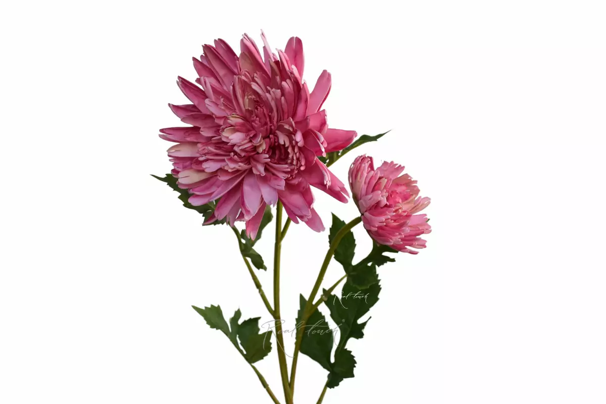 Chrysanthemum Autumn - pink