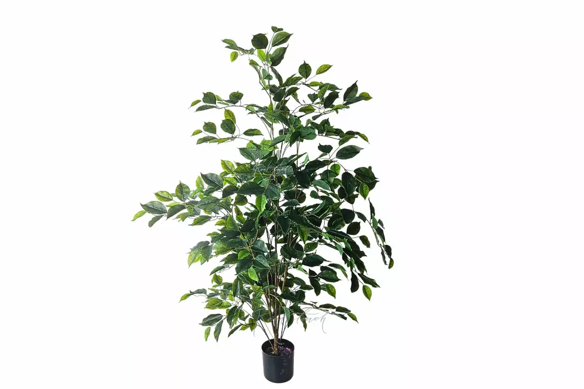Ficus Benjamina Naomi 120cm - green Ficus Benjamina Naomi 120cm - green