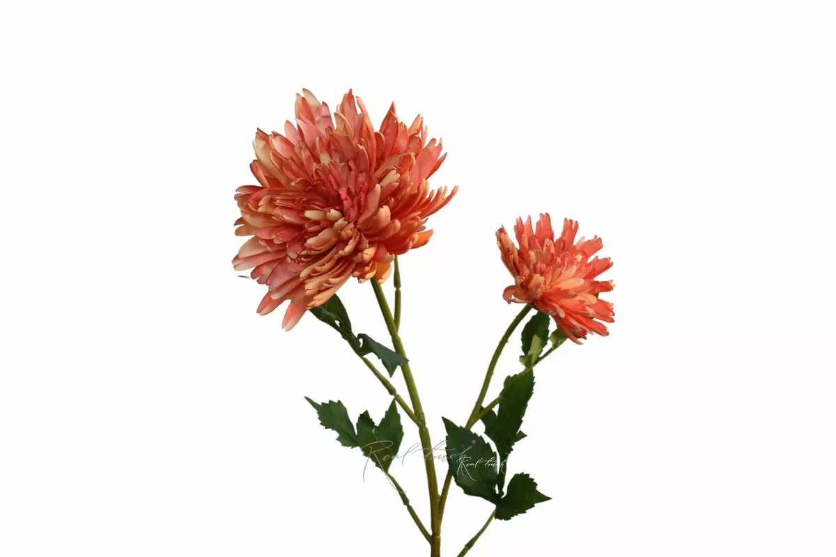 Chrysanthemum Autumn - orange