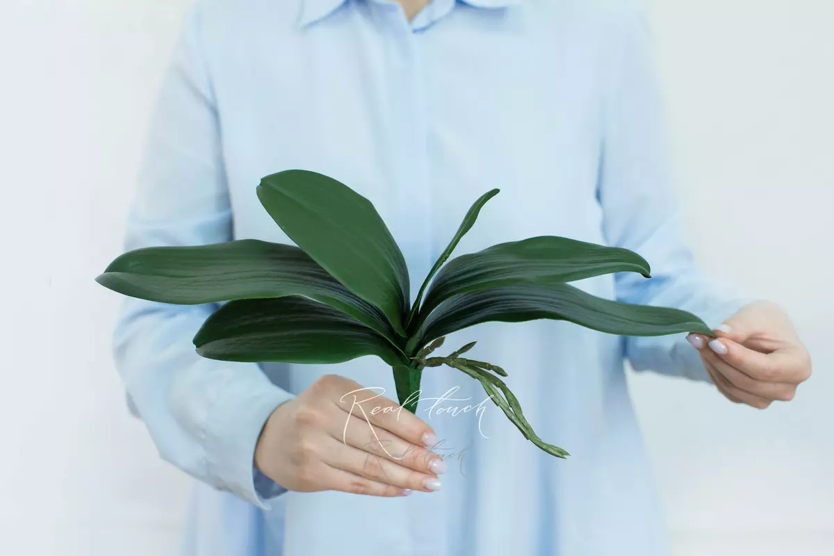 Orchid Leaves 28cm (from 5 leaves) - green