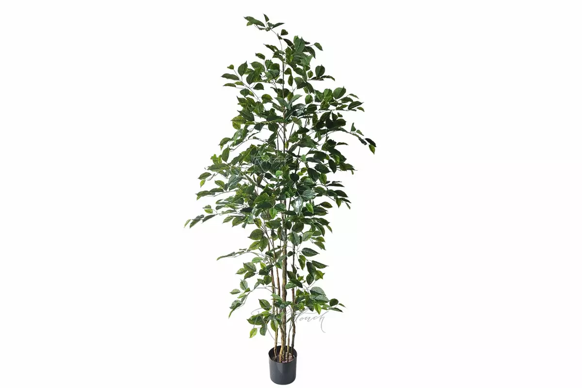 Ficus Benjamina Naomi 180 cm - green Ficus Benjamina Naomi 180 cm - green