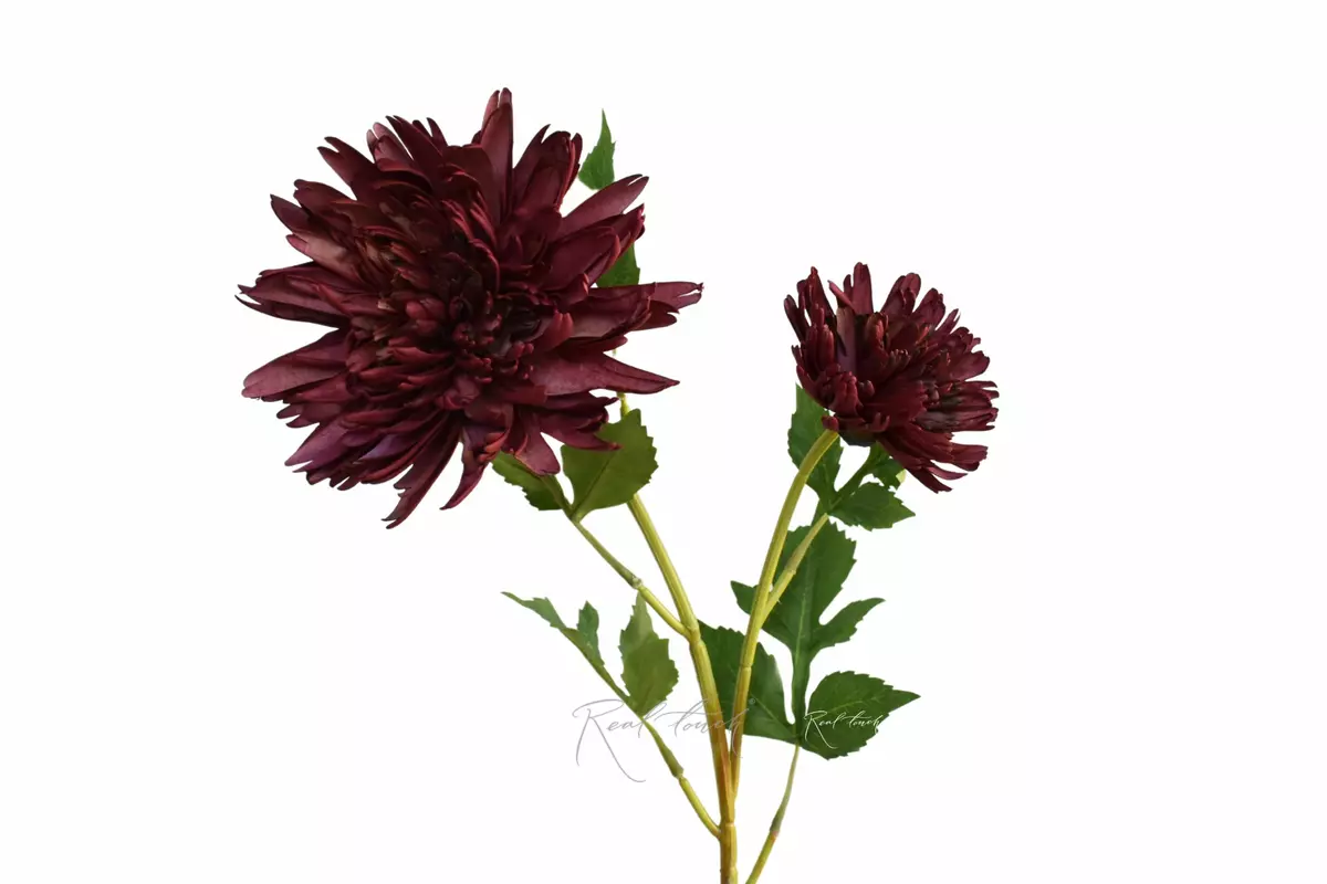 Chrysanthemum Autumn - bordeaux