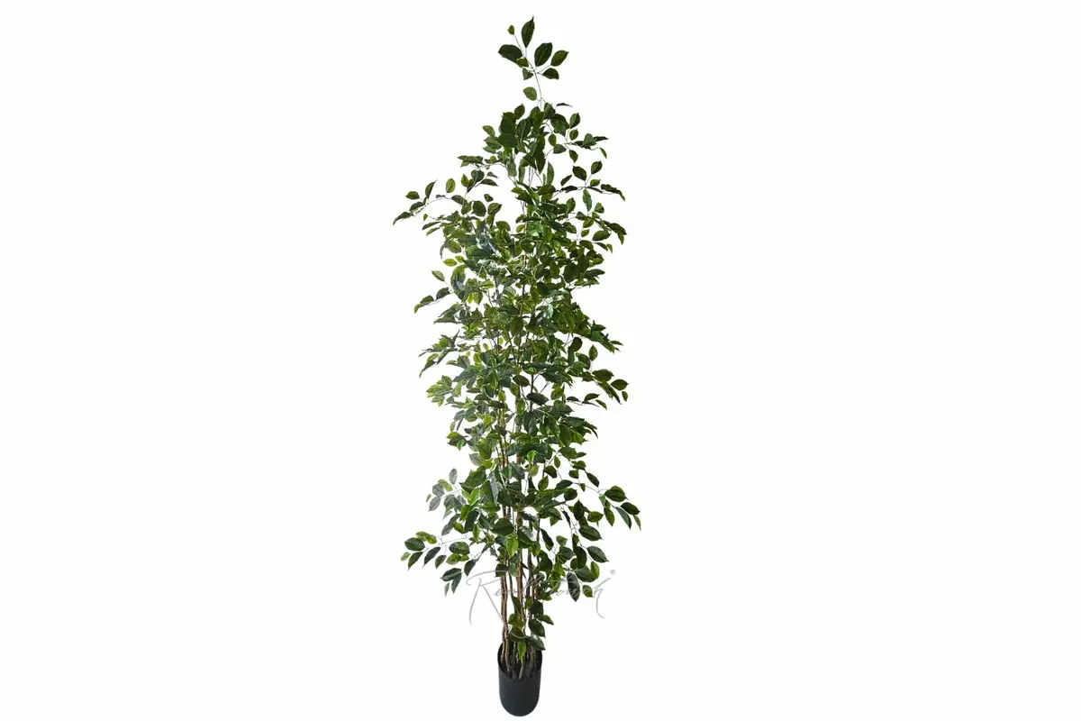 Ficus Benjamina Naomi 240cm - green Ficus Benjamina Naomi 240cm - green