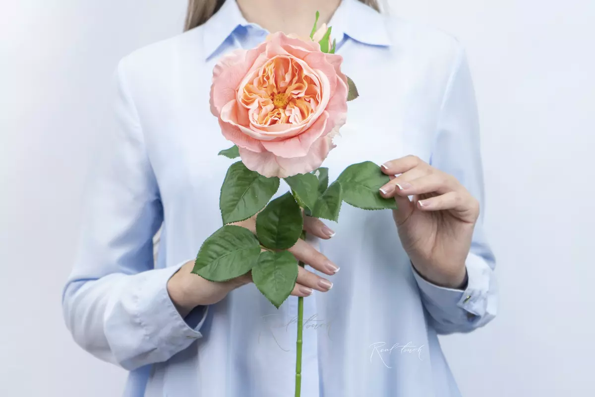 Rose David Austin The Pilgrim large - peach pink