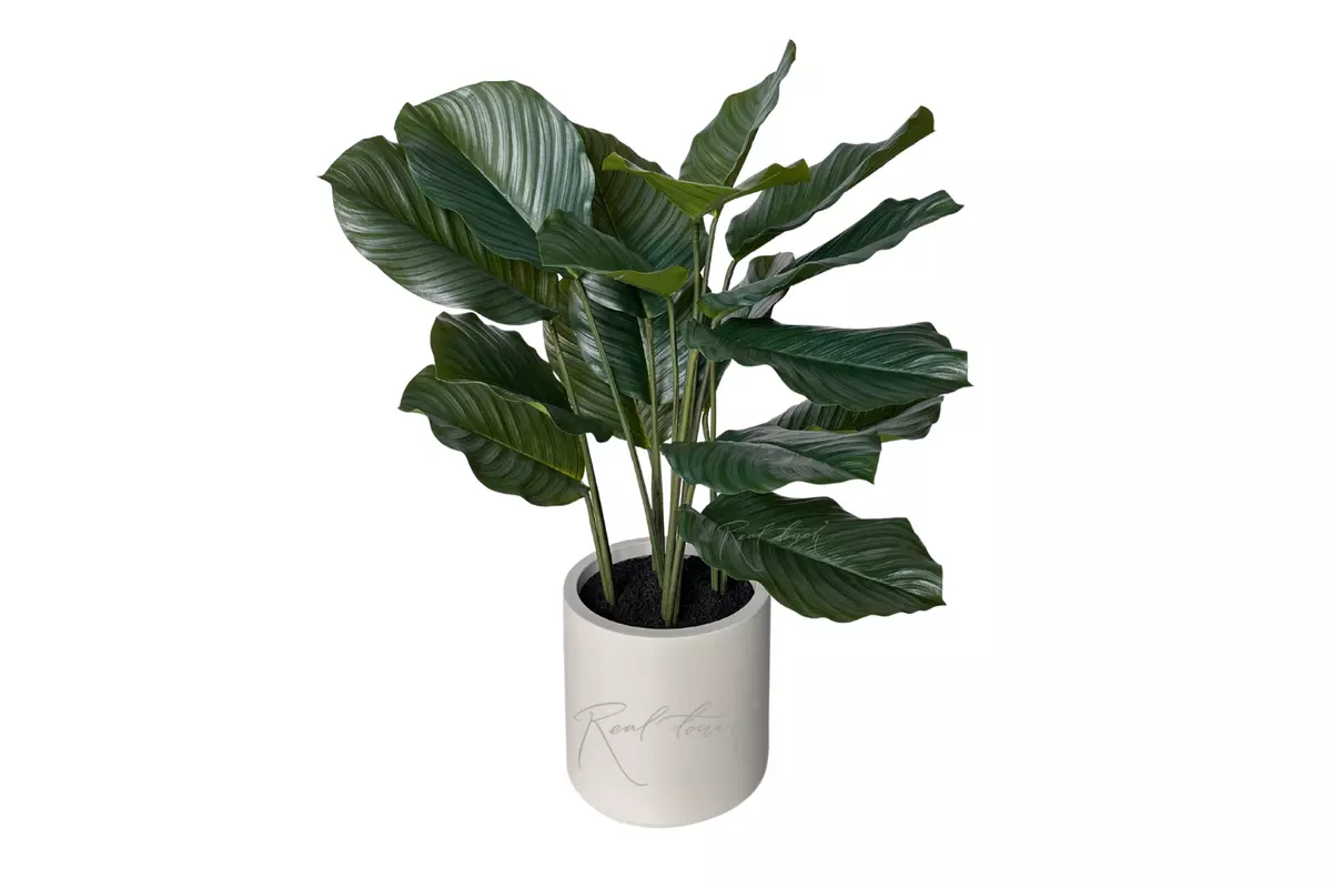 Calathea in pot 95cm  - green