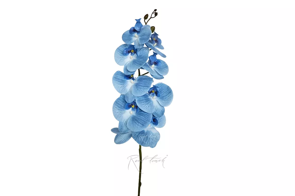 Phalaenopsis Orchid (9 blooms) - light blue