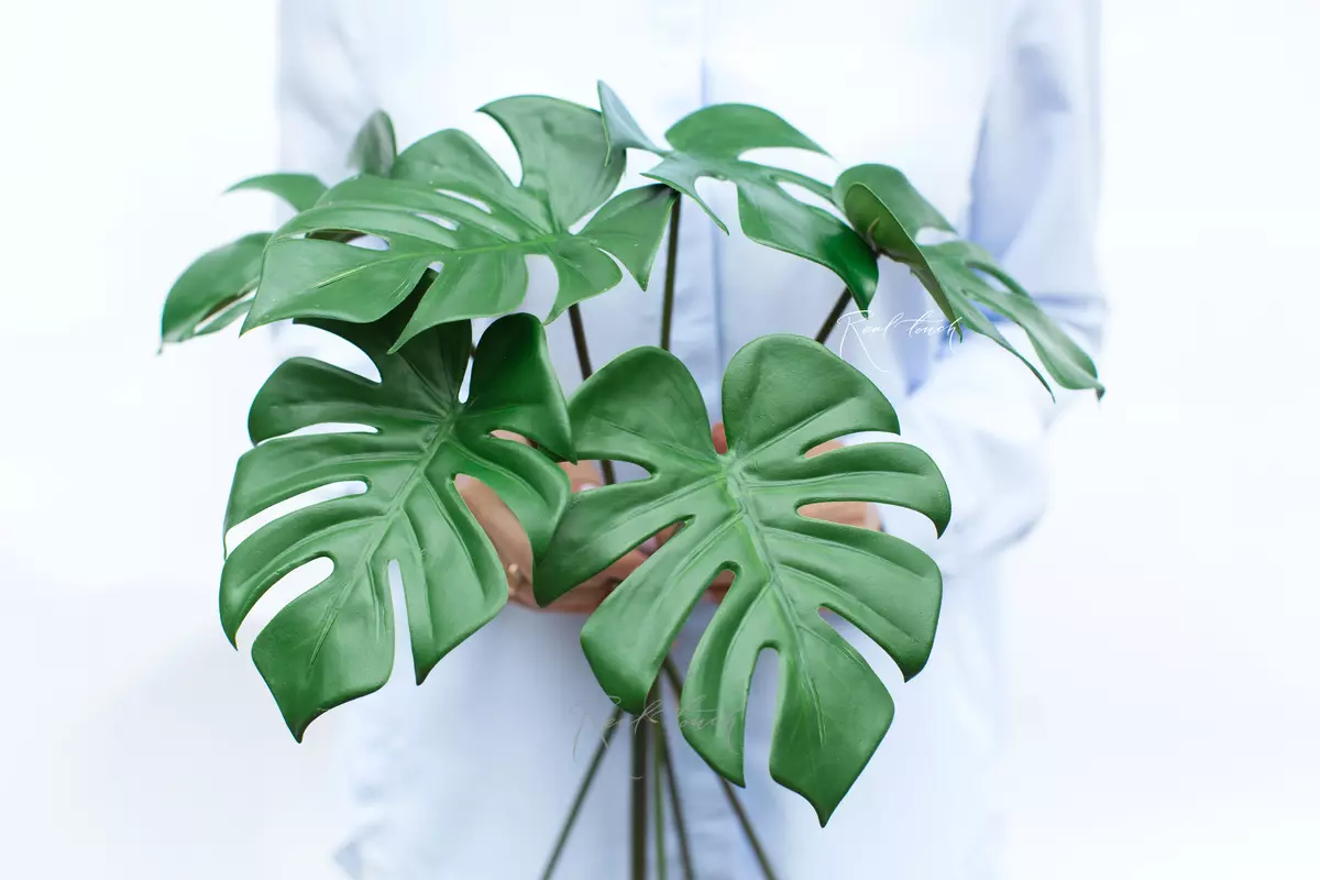 A bunch of 6 leaves of monster - green A bunch of 6 leaves of monster - green