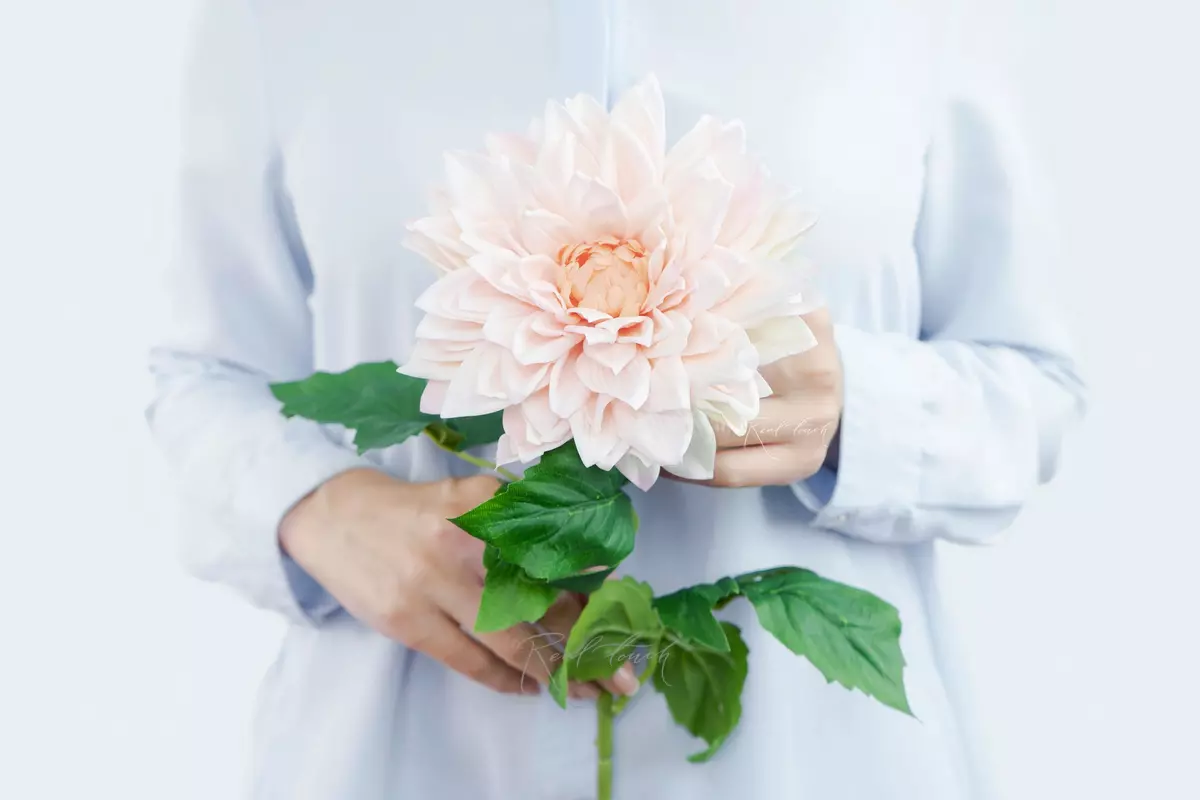 Peony - shaped dahlia - peach