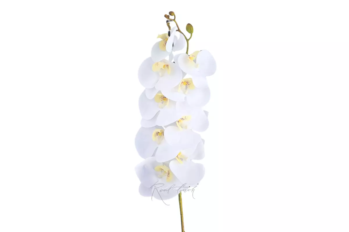 Phalaenopsis Orchid (9 blooms) - white