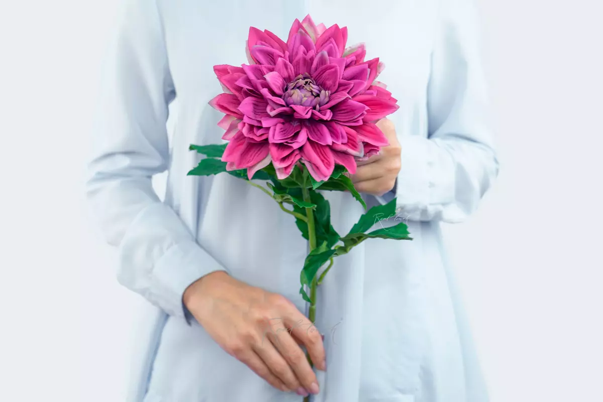 Peony - shaped dahlia - Crimson