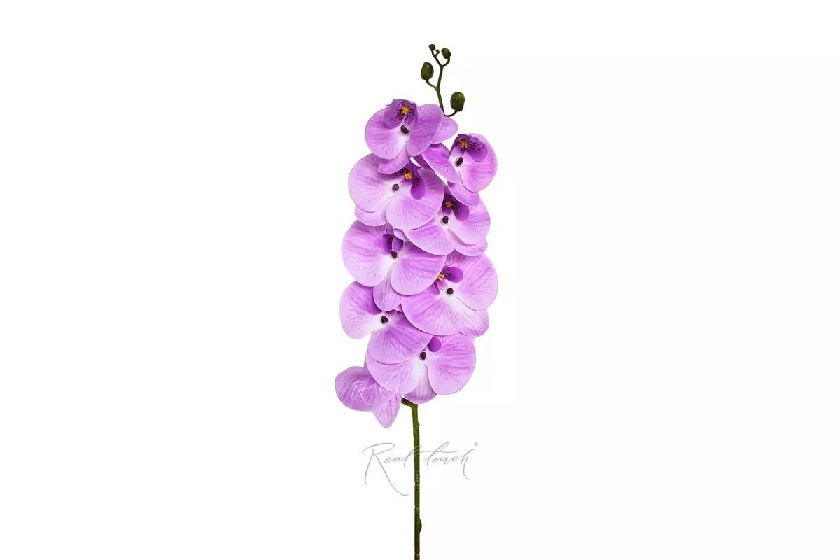 Phalaenopsis Orchid (9 blooms) - light purple 