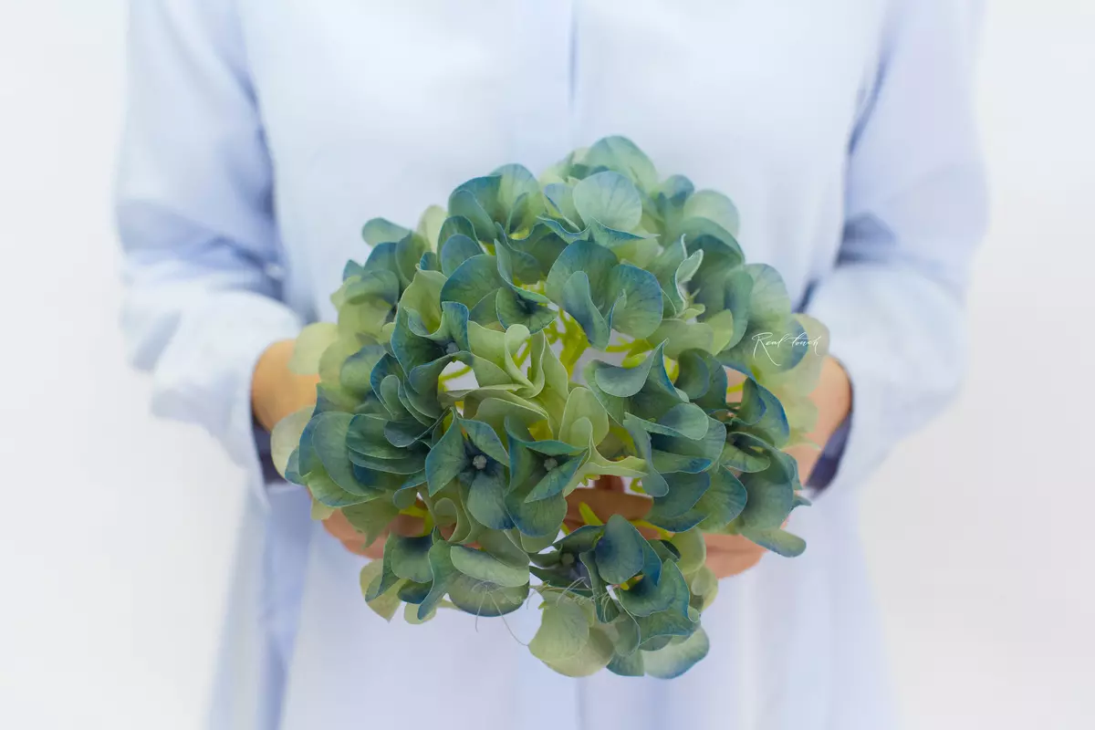 Hydrangea Flower (without stem) - Green blue