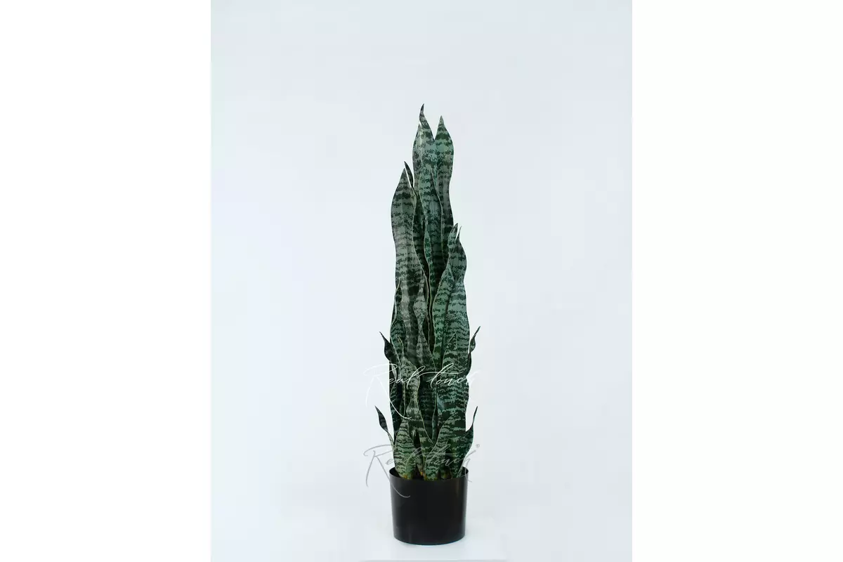 Sansevieria bush in pots 92cm - Dark green Sansevieria bush in pots 92cm - Dark green