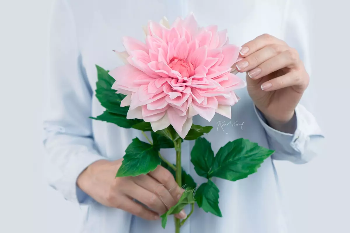 Peony - shaped dahlia - pink