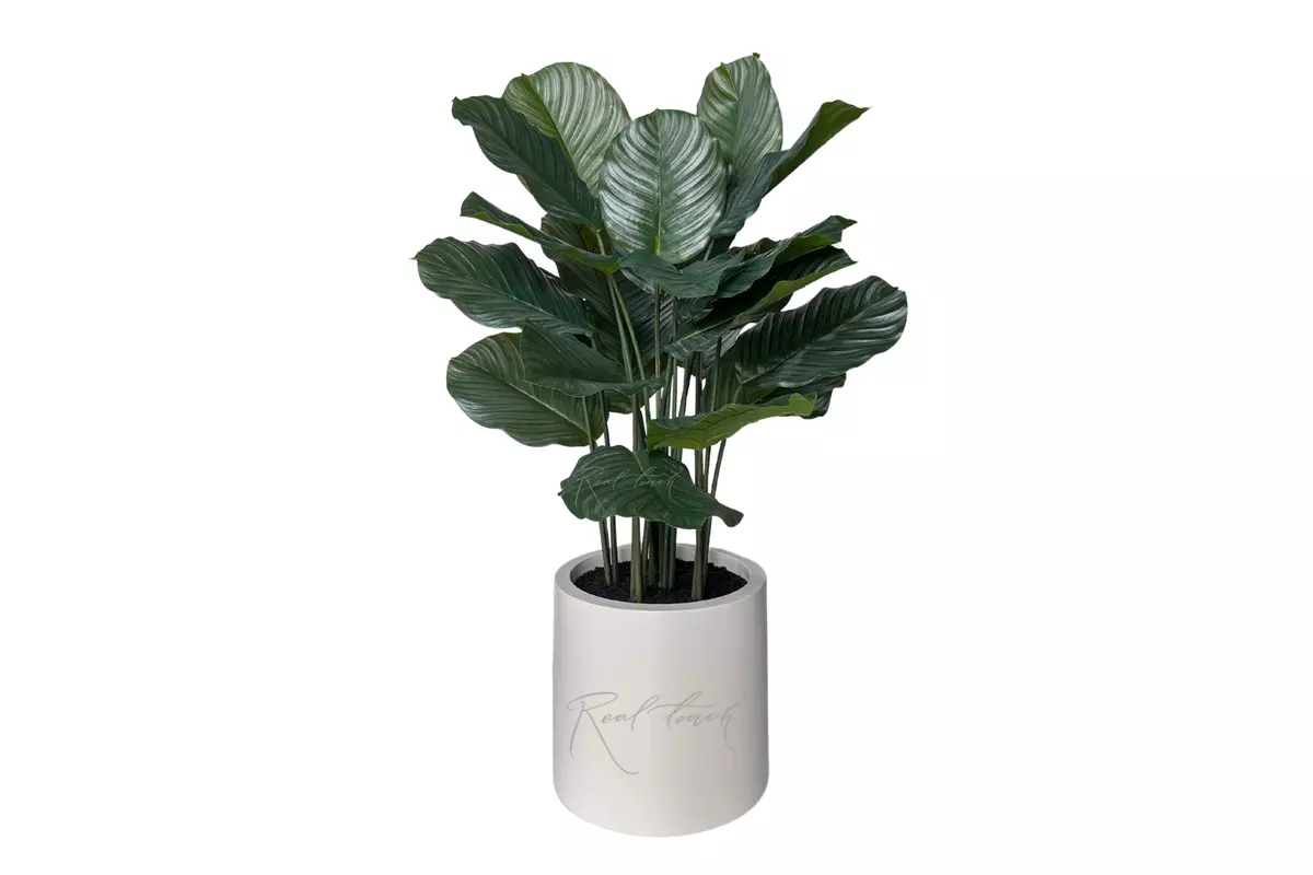 Calathea in pot 115cm  - green