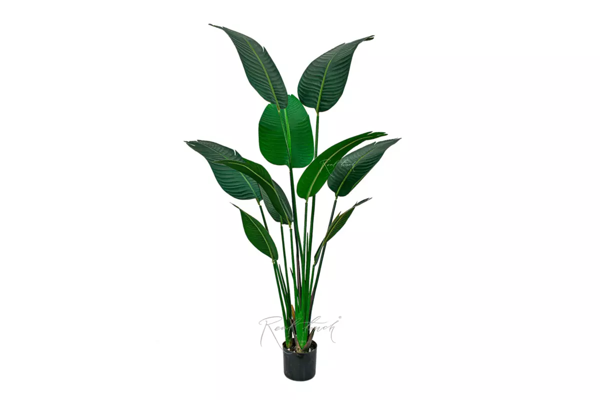 Strelitzia Nicolai 160 cm without pots - green