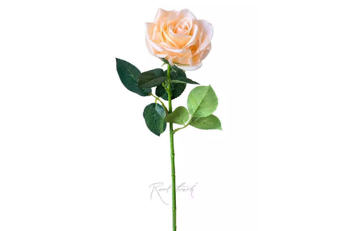 Grand Roses (single bloom) - Light peach