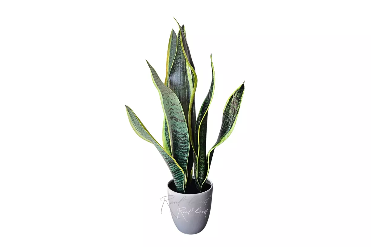 Snake plant Sansevieria in pot - Yellow green Snake plant Sansevieria in pot - Yellow green