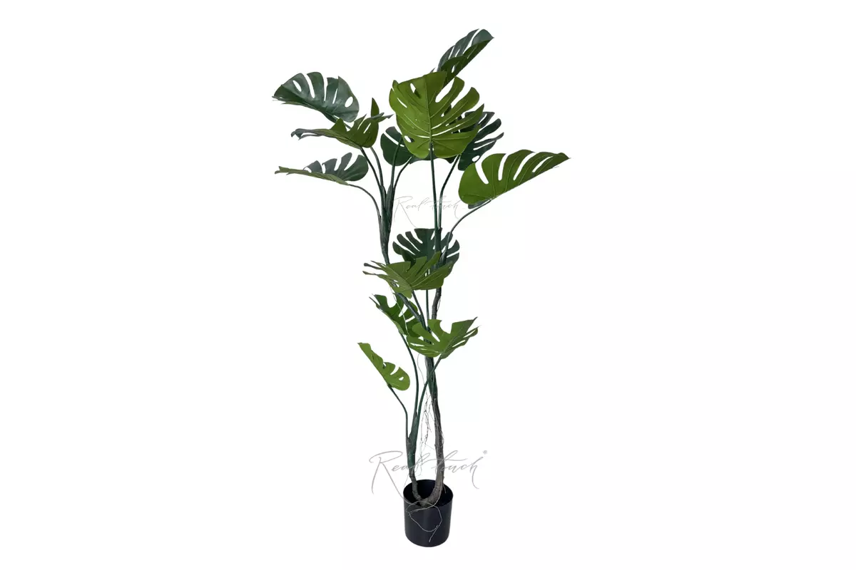 Monstera in pot 165cm - green