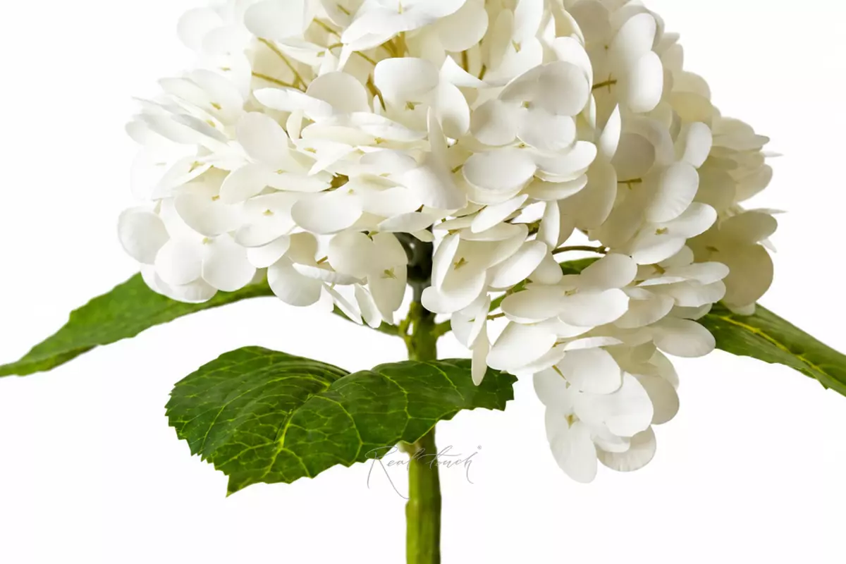 Hydrangea on a stem - white