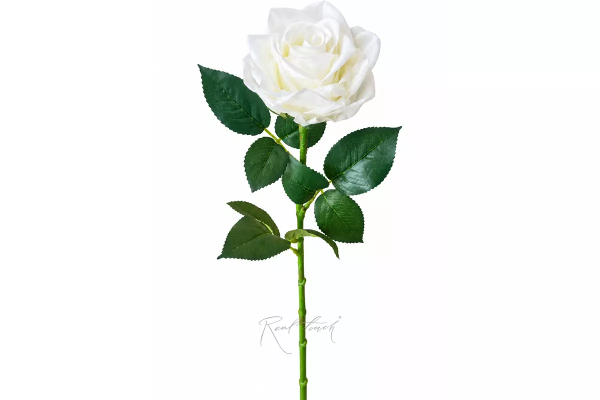 Grand Roses (single bloom) - white Grand Roses (single bloom) - white