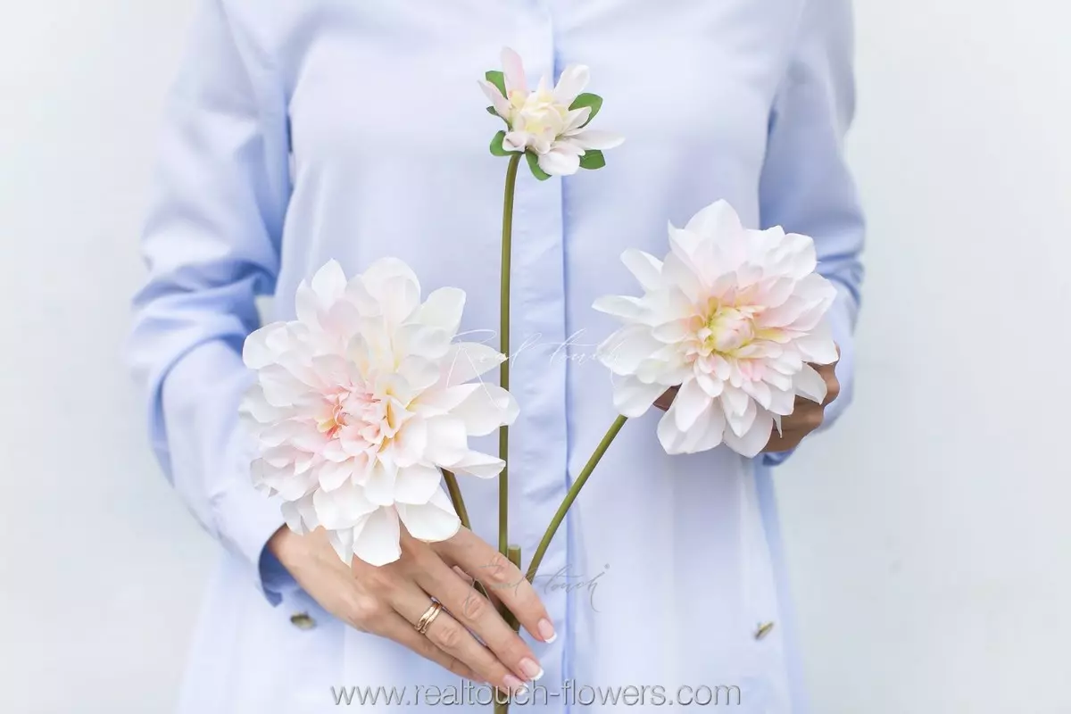 Dahlia - white pink   (special offer)