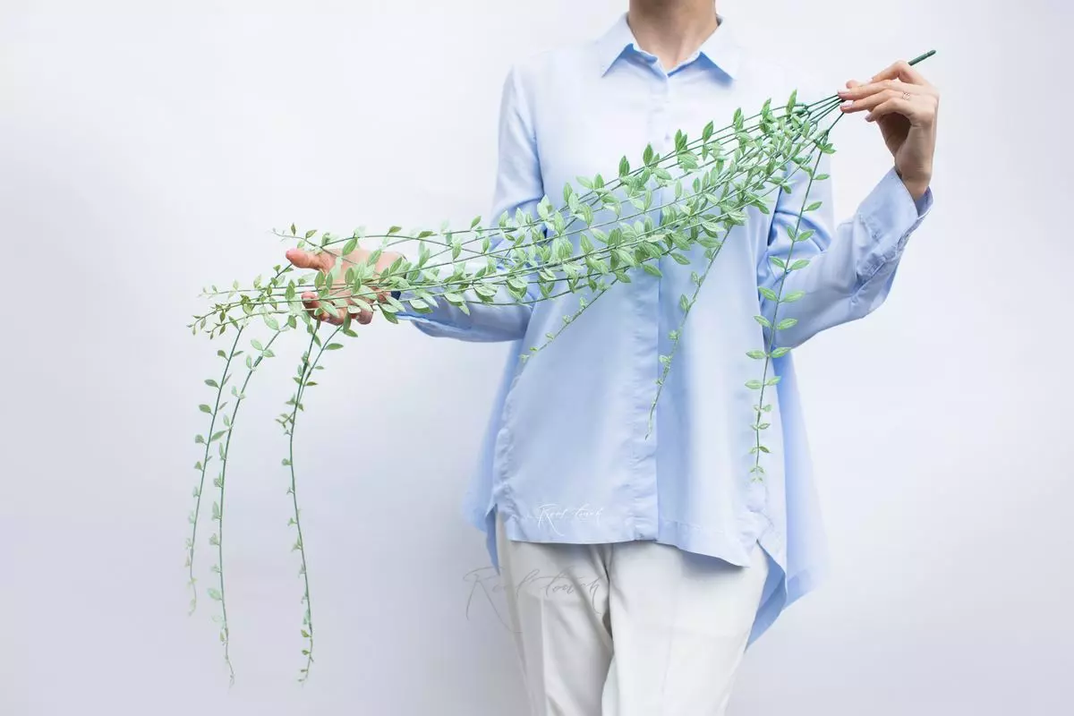 Pellaea rotundifolia (Button fern)  - dusty green