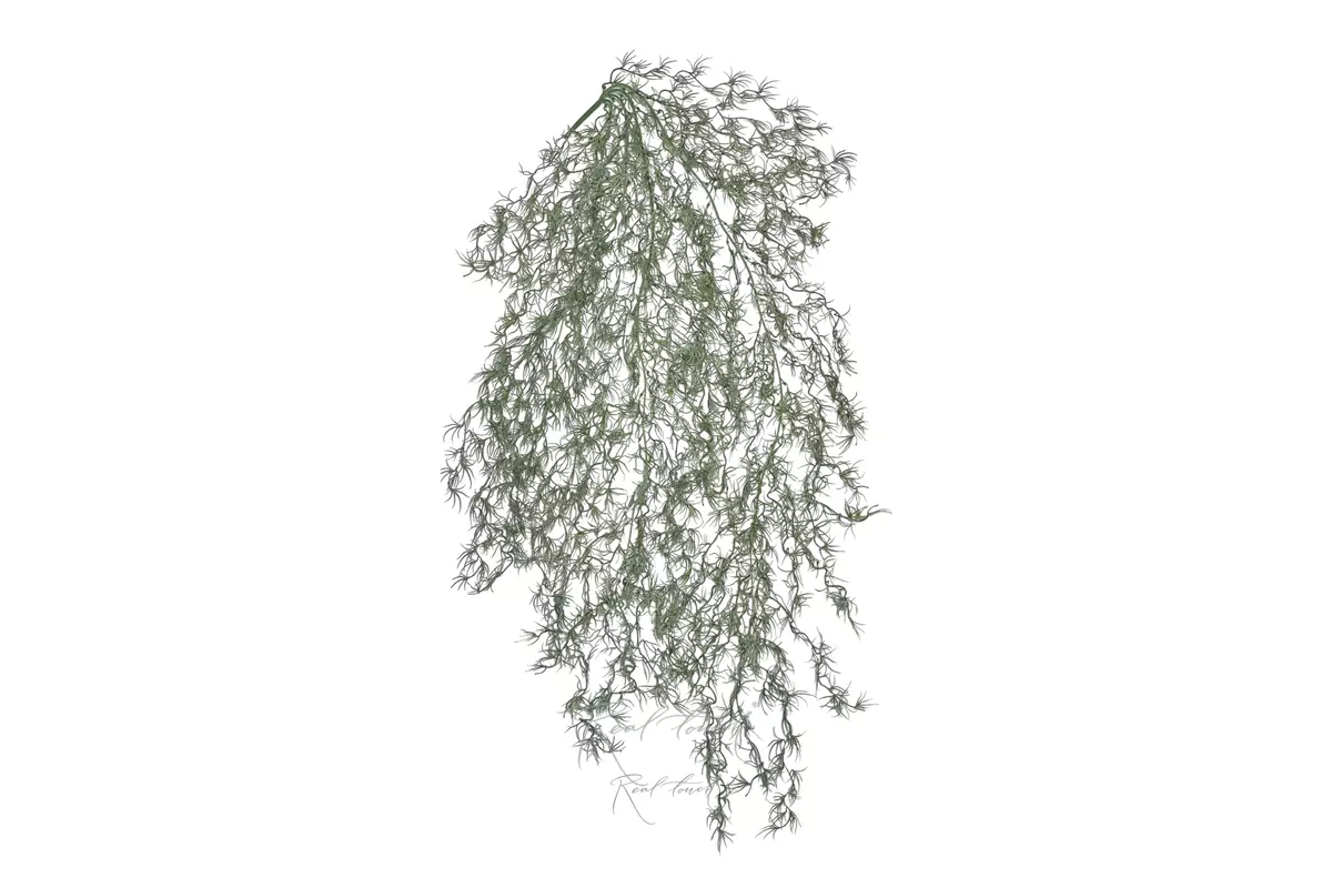Tillandsia usneoides (Spanish moss) - dusty green