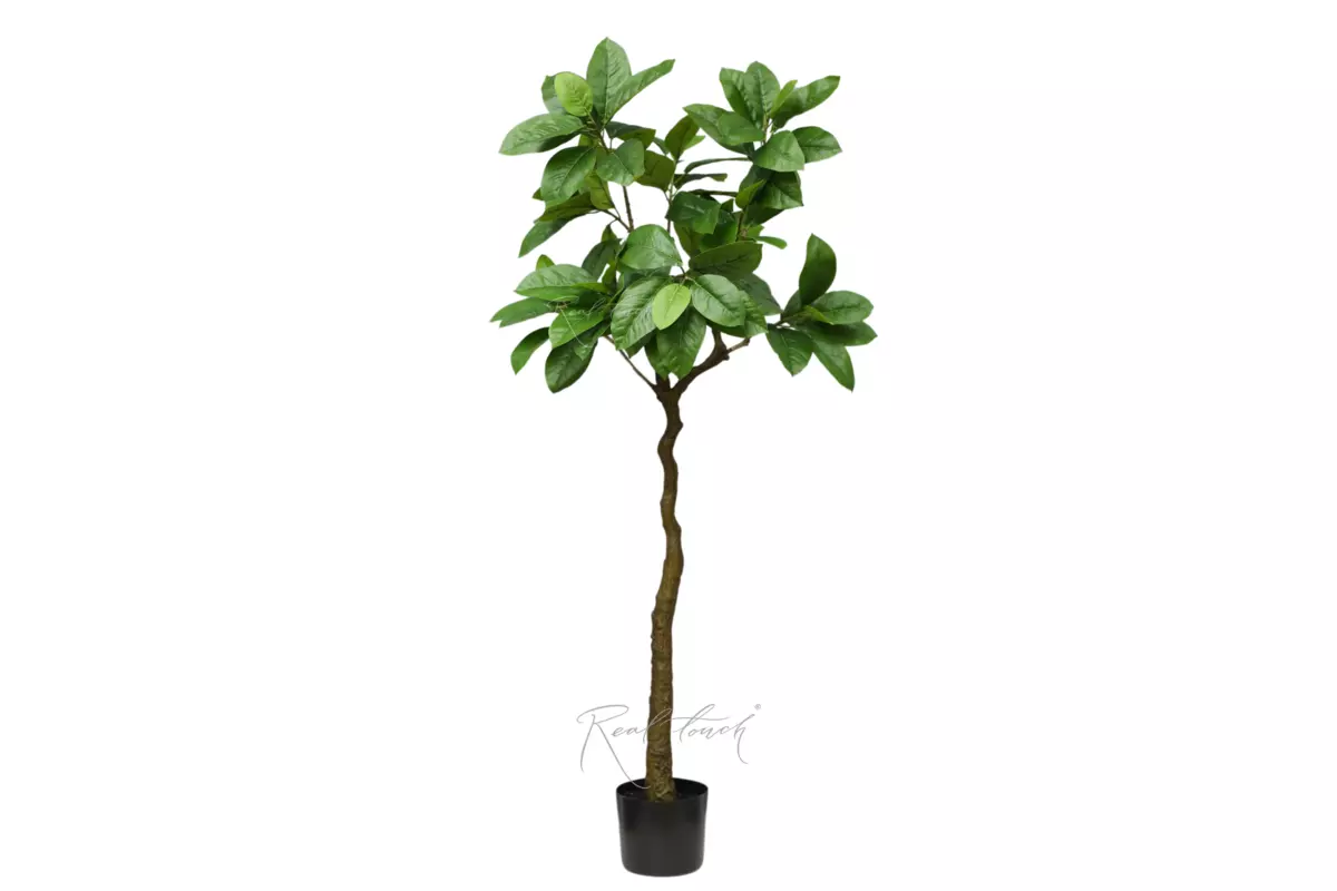 Heart-shaped linden in pot 150cm - green