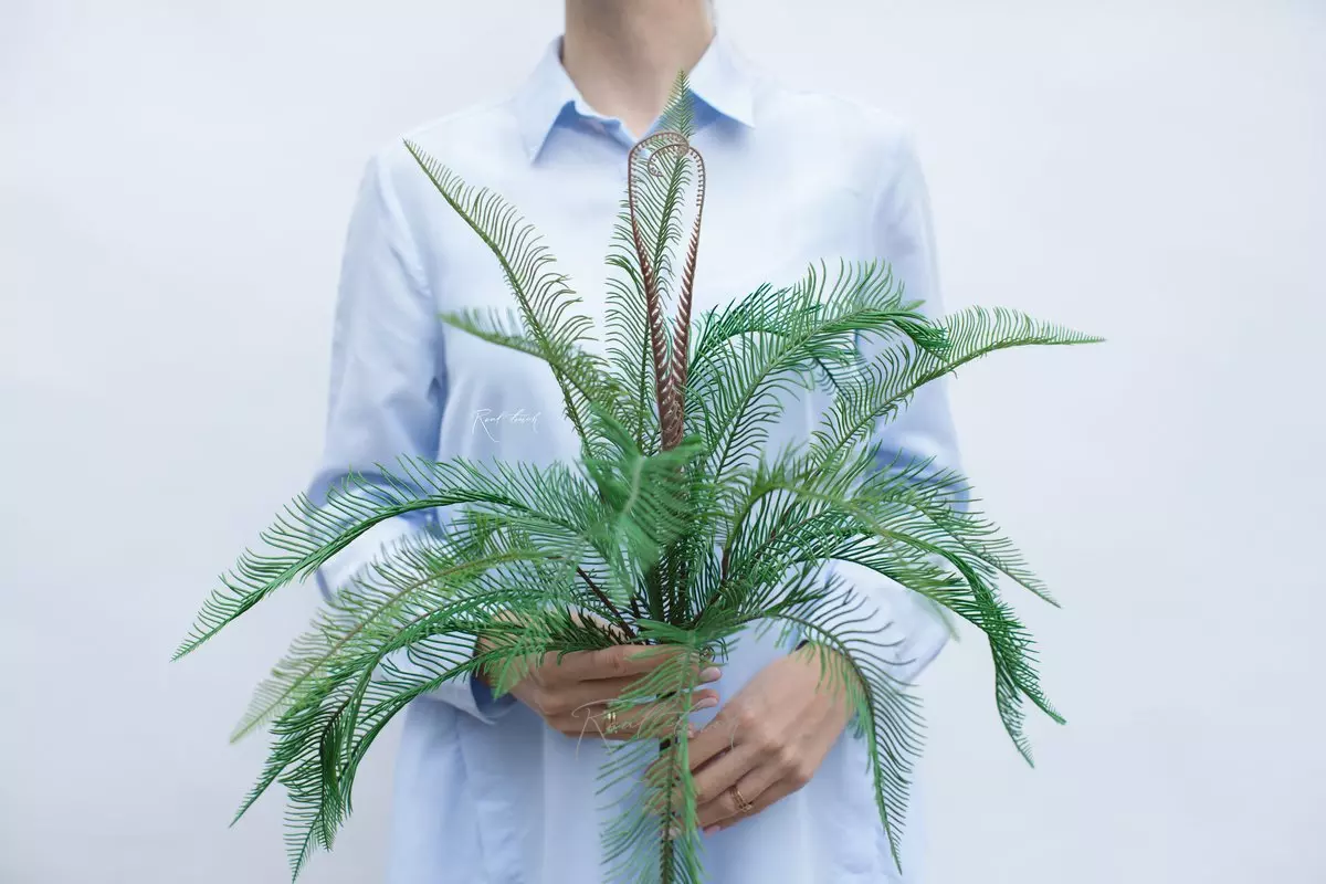 Blechnum spicata  - green