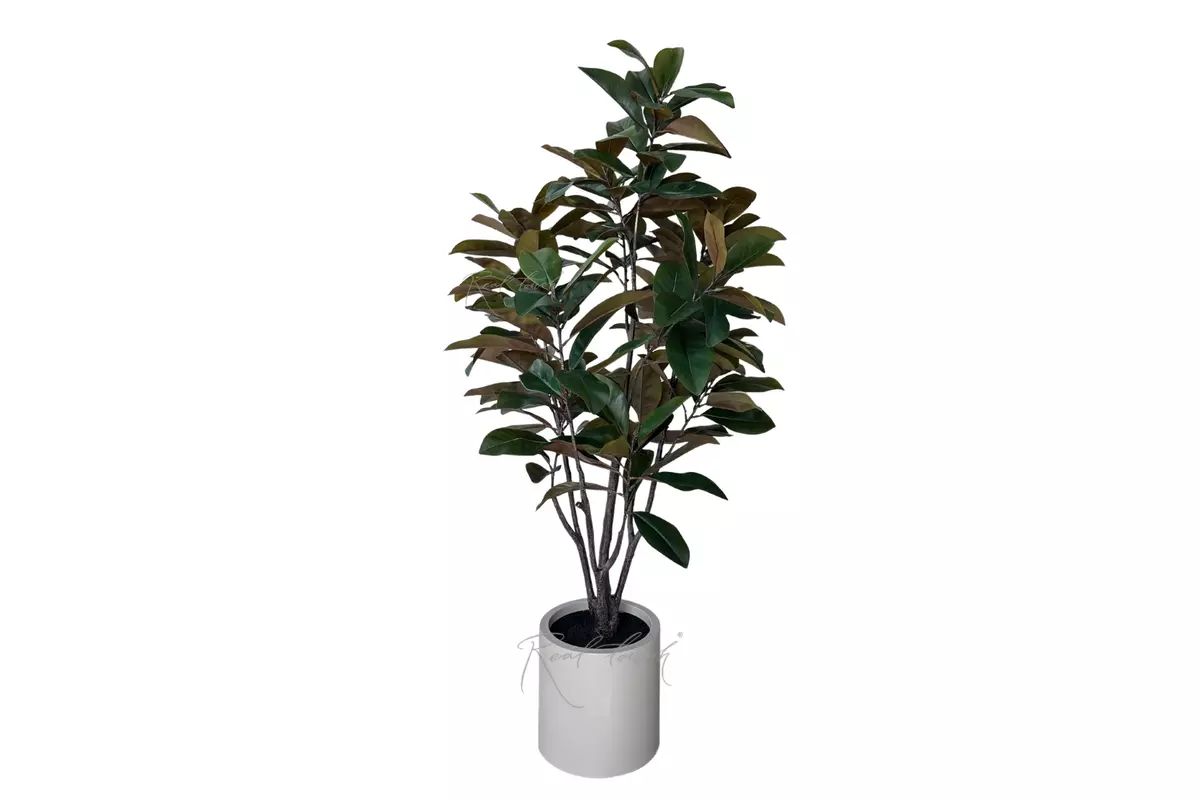 Magnolia in pot 180cm - green