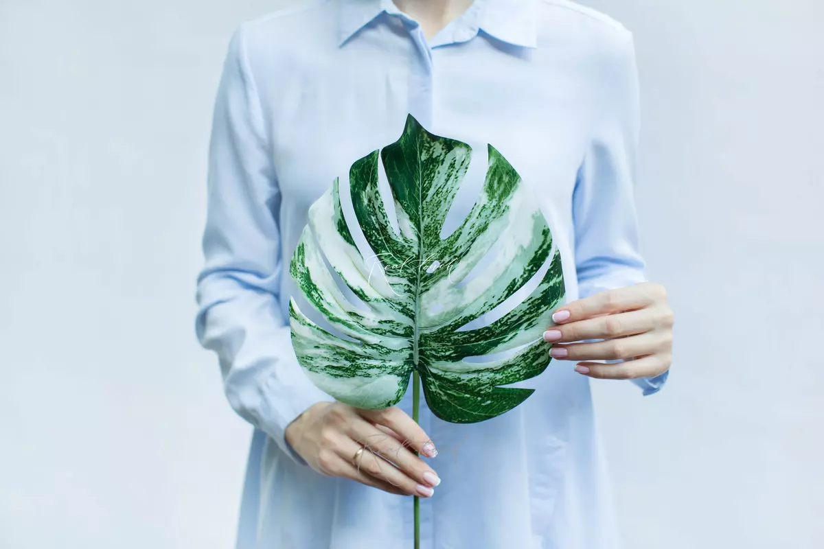 Variegated monstera leaf medium - white green