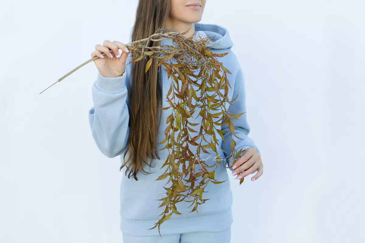 Willow of babylon - Autumn