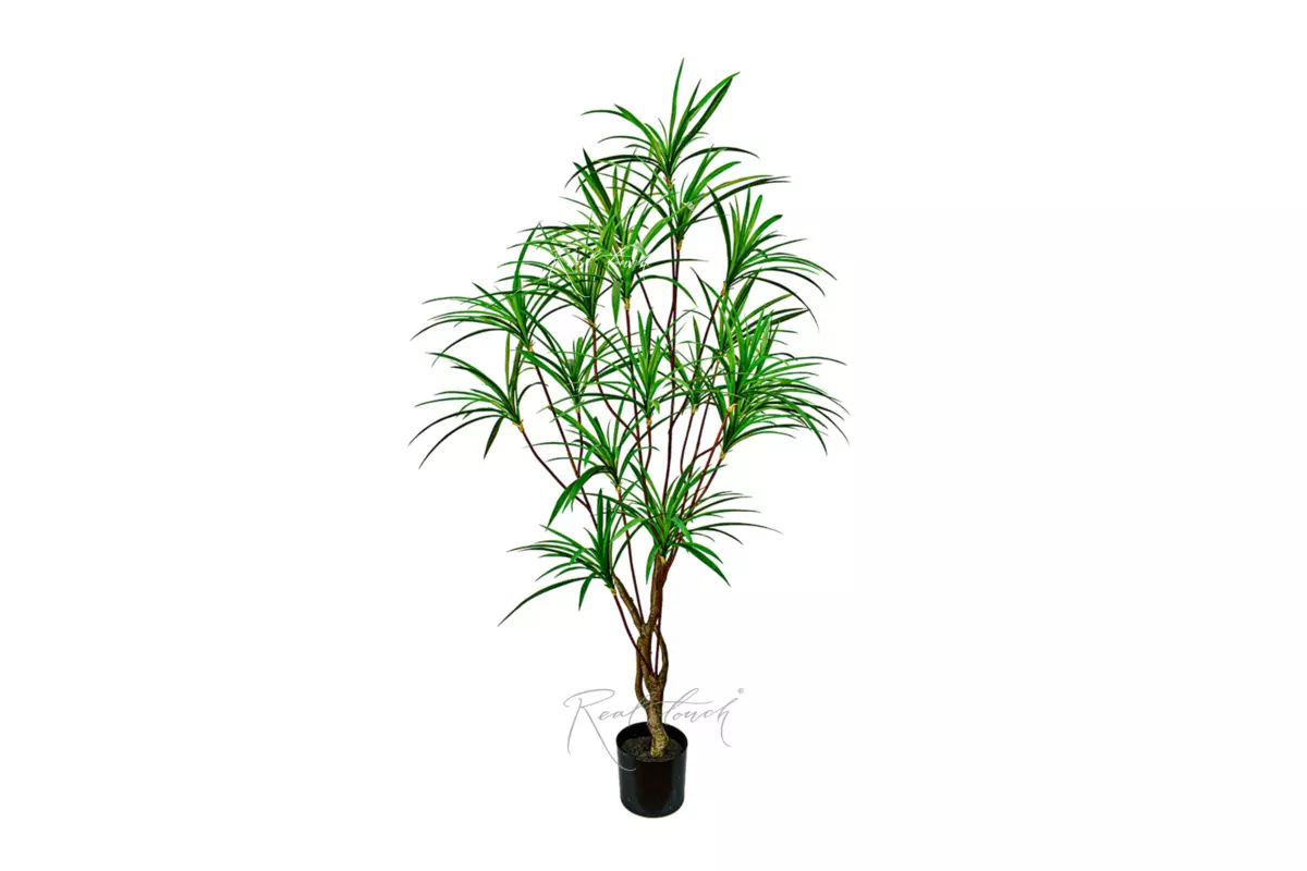 Dracaena Anita 190cm - green Dracaena Anita 190cm - green