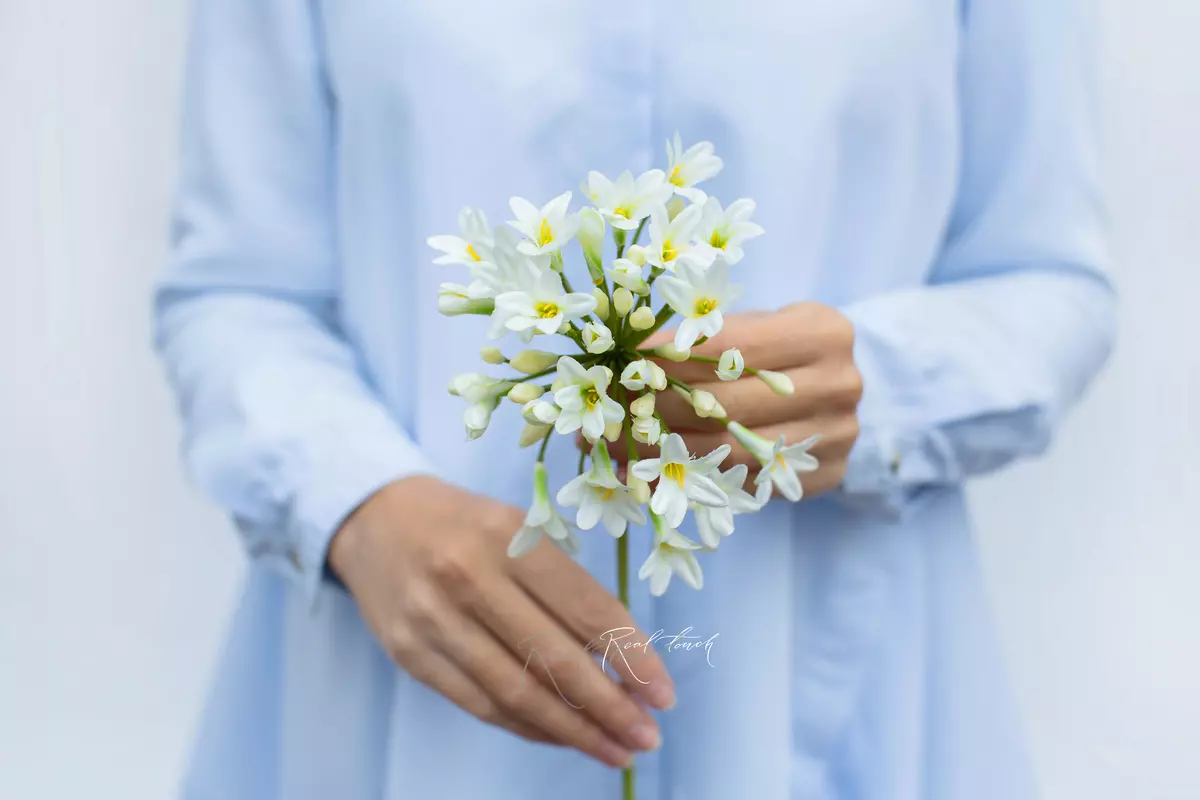 Agapanthus - white