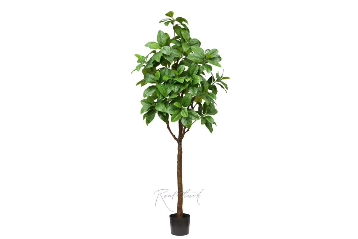 Heart-shaped linden in pot 210cm - green Heart-shaped linden in pot 210cm - green
