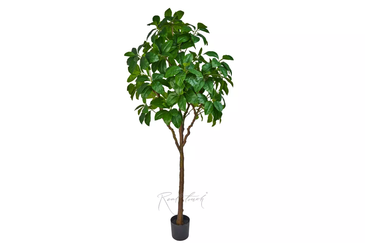 Heart-shaped linden in pot 240cm - green Heart-shaped linden in pot 240cm - green