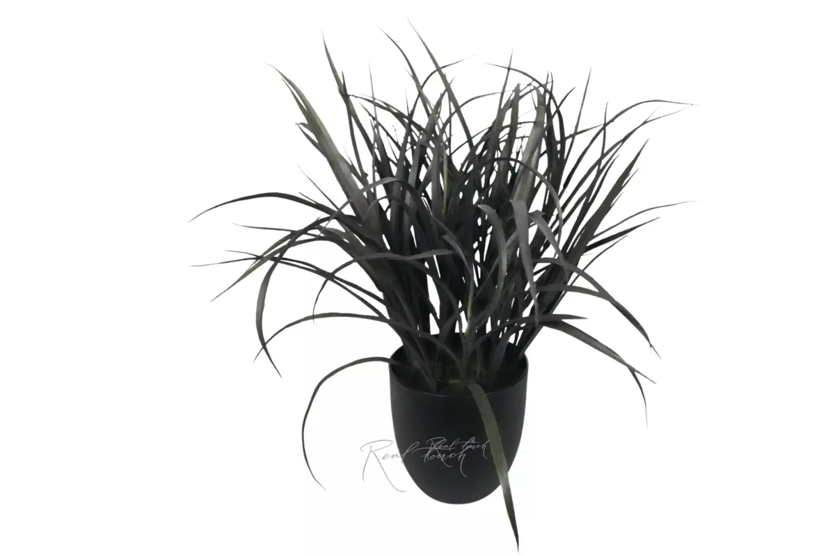 "Black" grass in a pot 54cm - Autumn