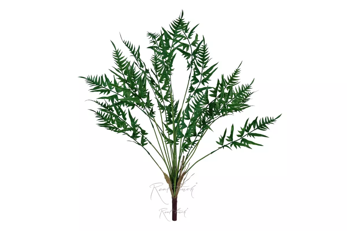 High Onoclea - green