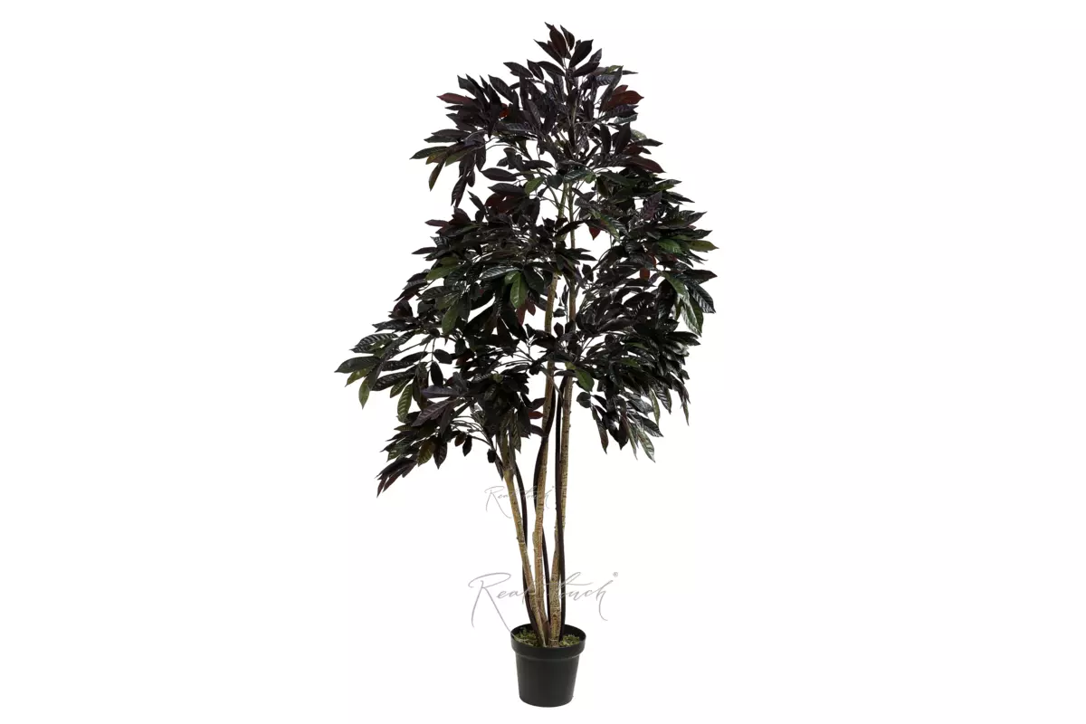 Ficus Red 180cm - red