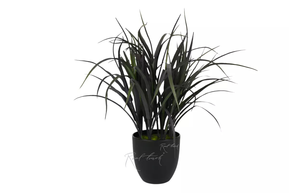 "Black" grass in a pot 53cm - Autumn