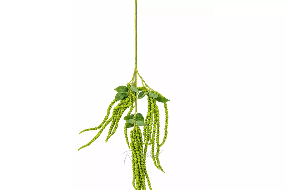 Amaranthus branch - green