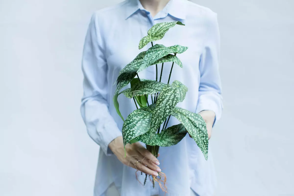 Begonia White ice 12 leaves with roots - white green