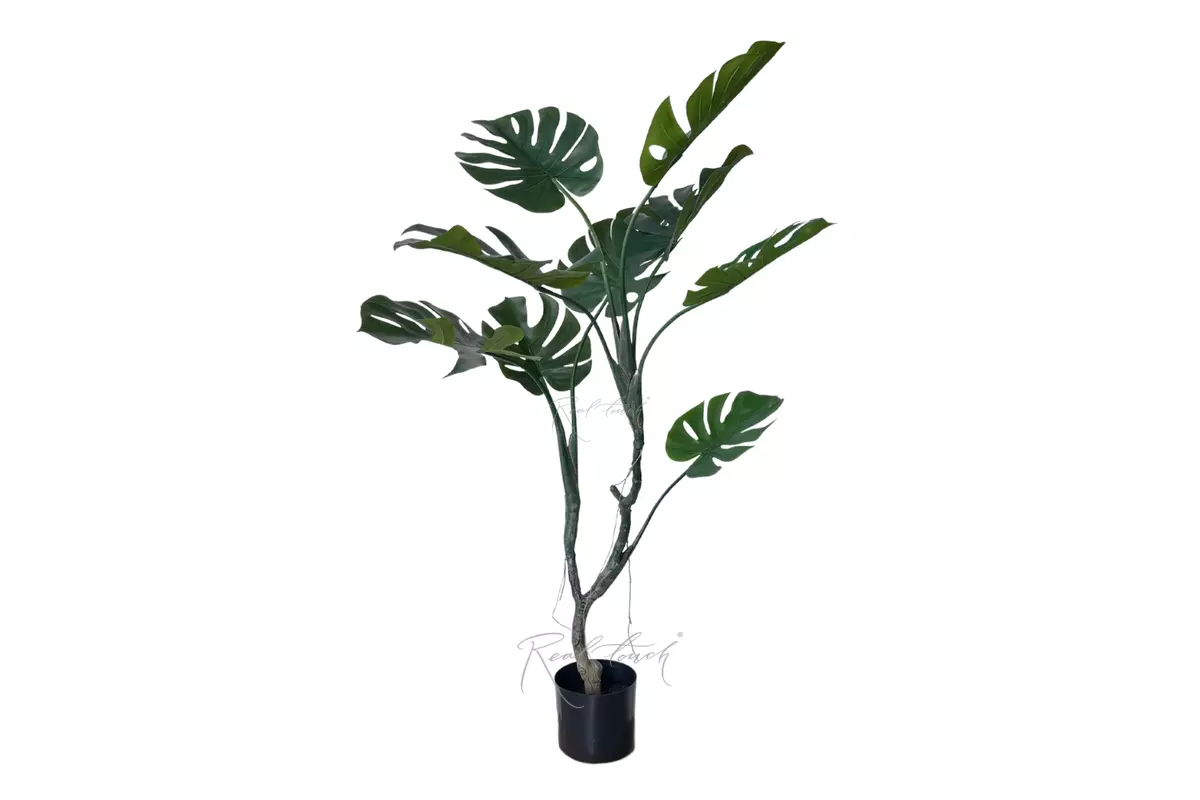 Monstera in pot 125cm - green