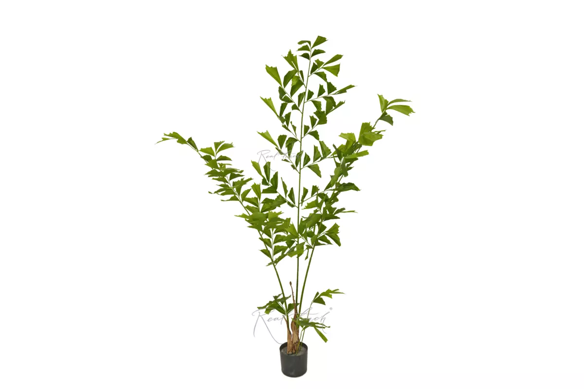 Caryota Fishtail Palm 200cm - green Caryota Fishtail Palm 200cm - green